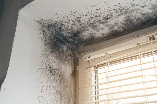 Affordable Mold Removal solutions in Lexington, WA